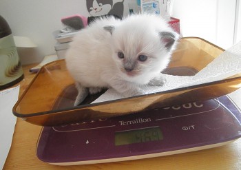 mâle blue colourpoint - 25 jours - Chatterie Ragdolls du Val de Beauvoir